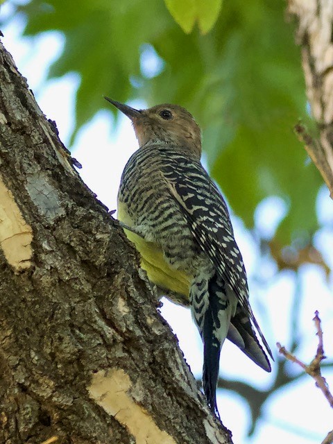 Female Williamson's Sapsucker