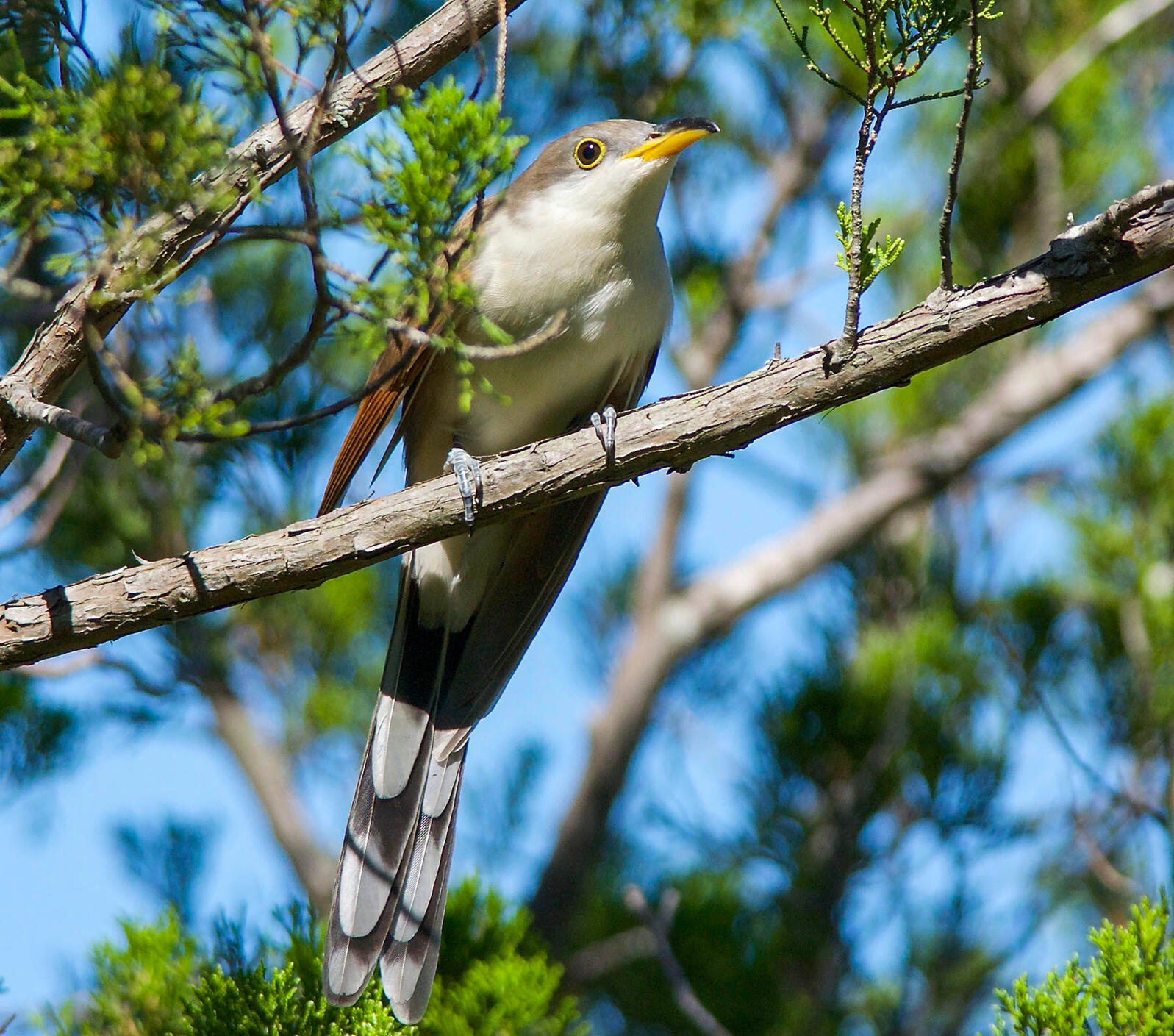  Western Yellow-billed Cuckoo
