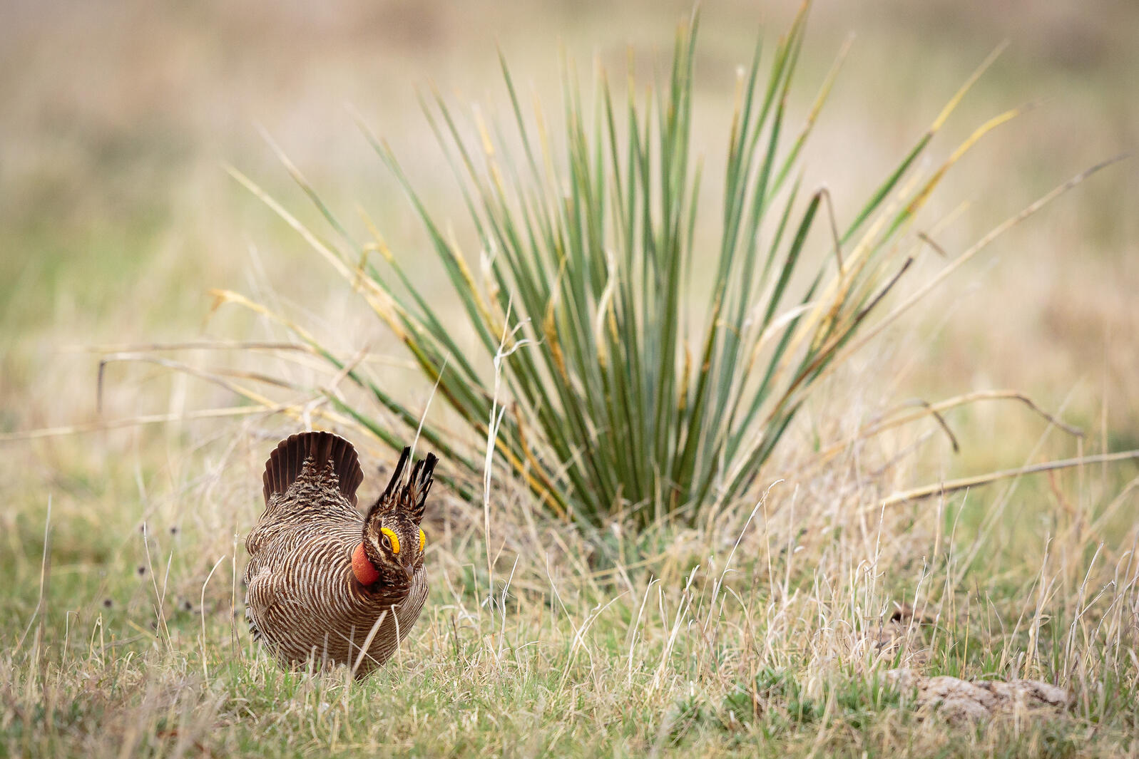 Lesser Prairie-Chicken 