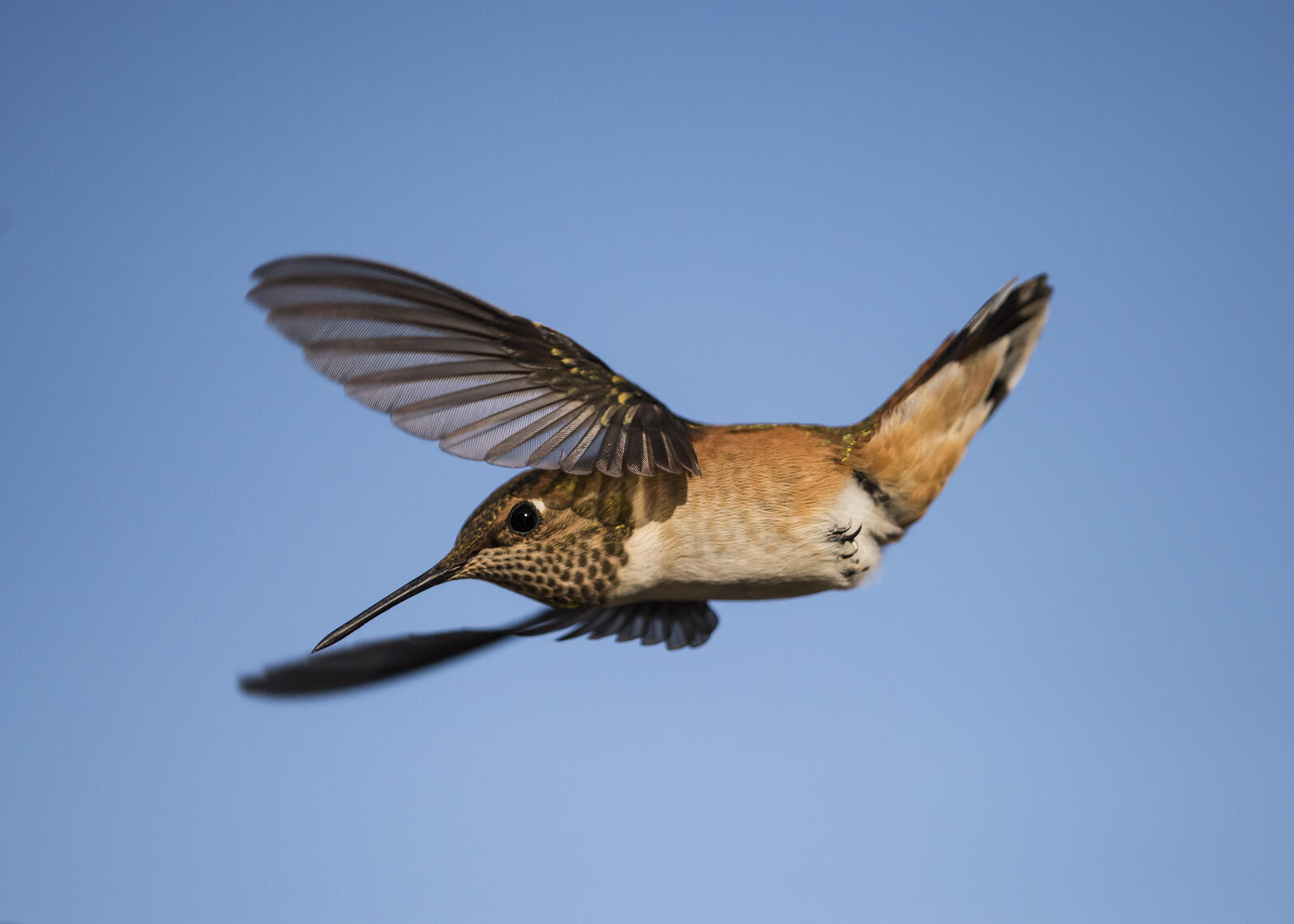 Rufous Hummingbird