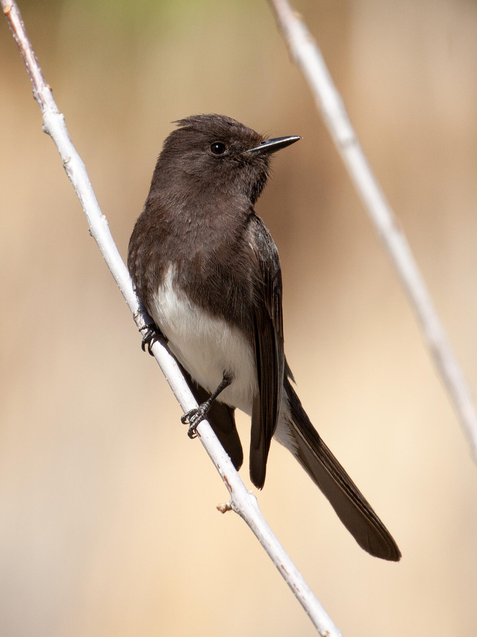 Bird of the Month: The Black Phoebe | Audubon Southwest