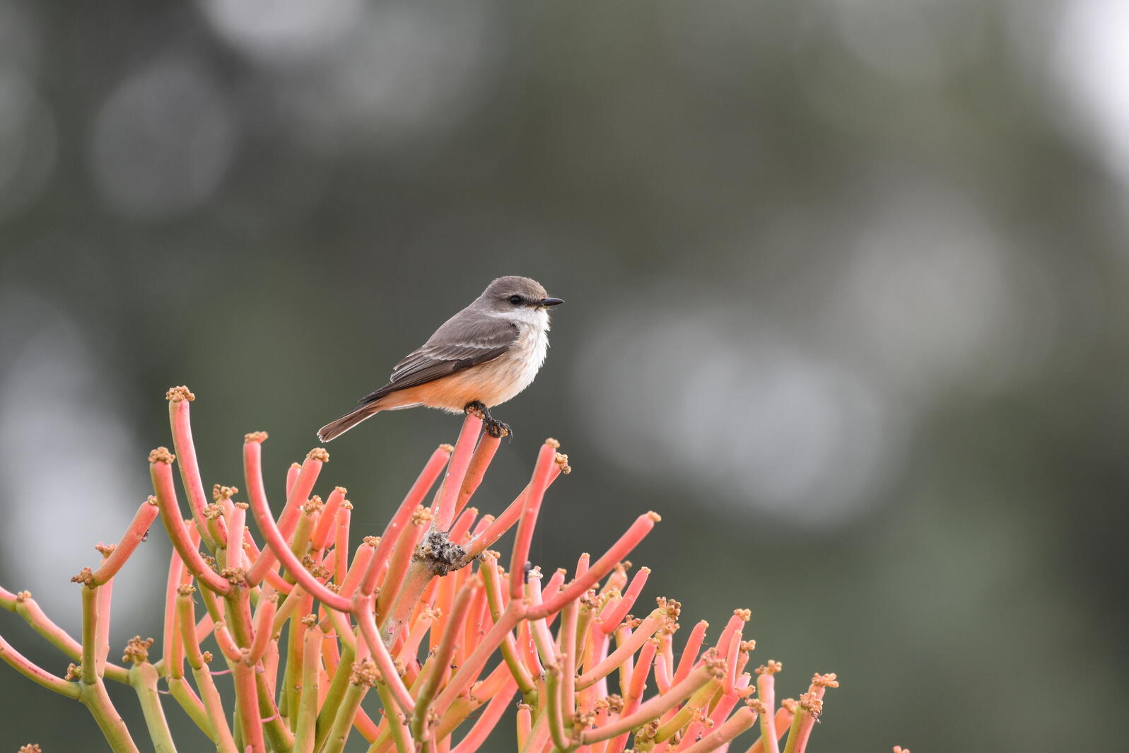 Vermilion Flycatcher