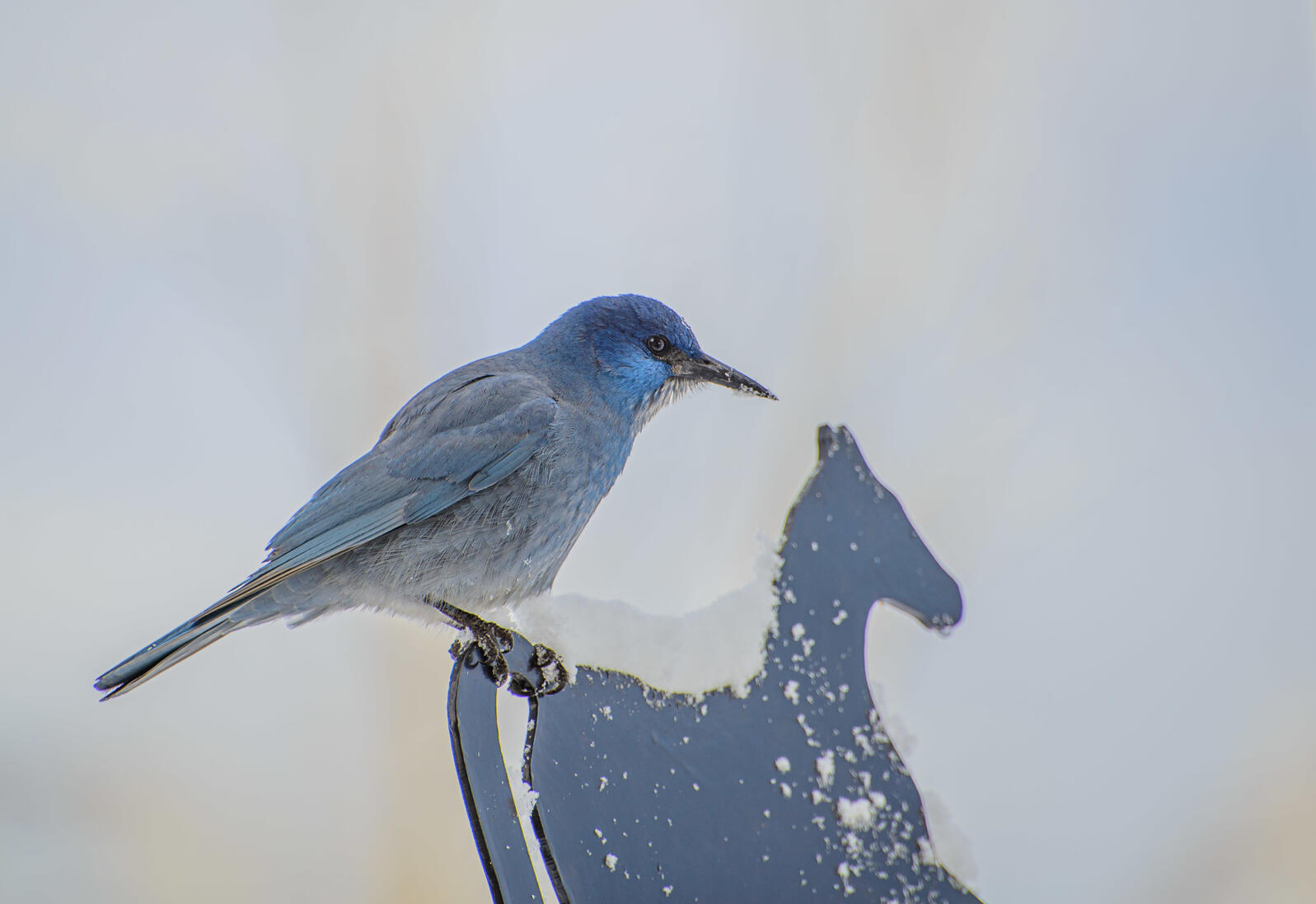 Pinyon Jay