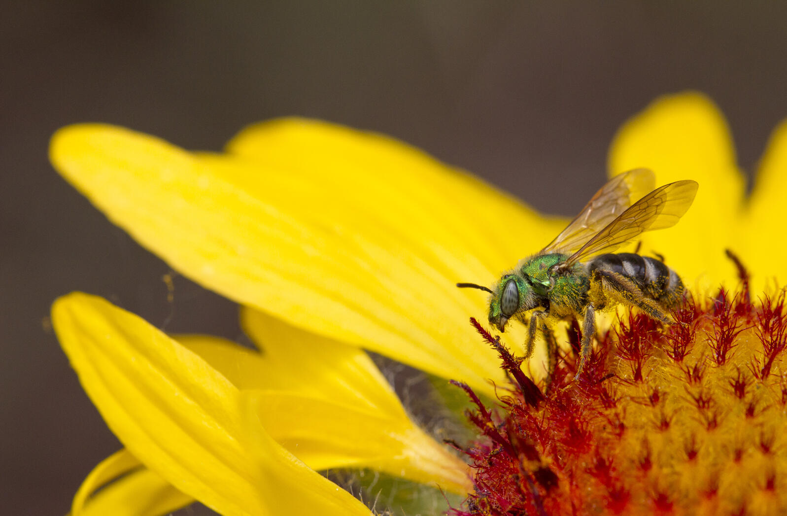 bee on flower photo by Evan Barrientos