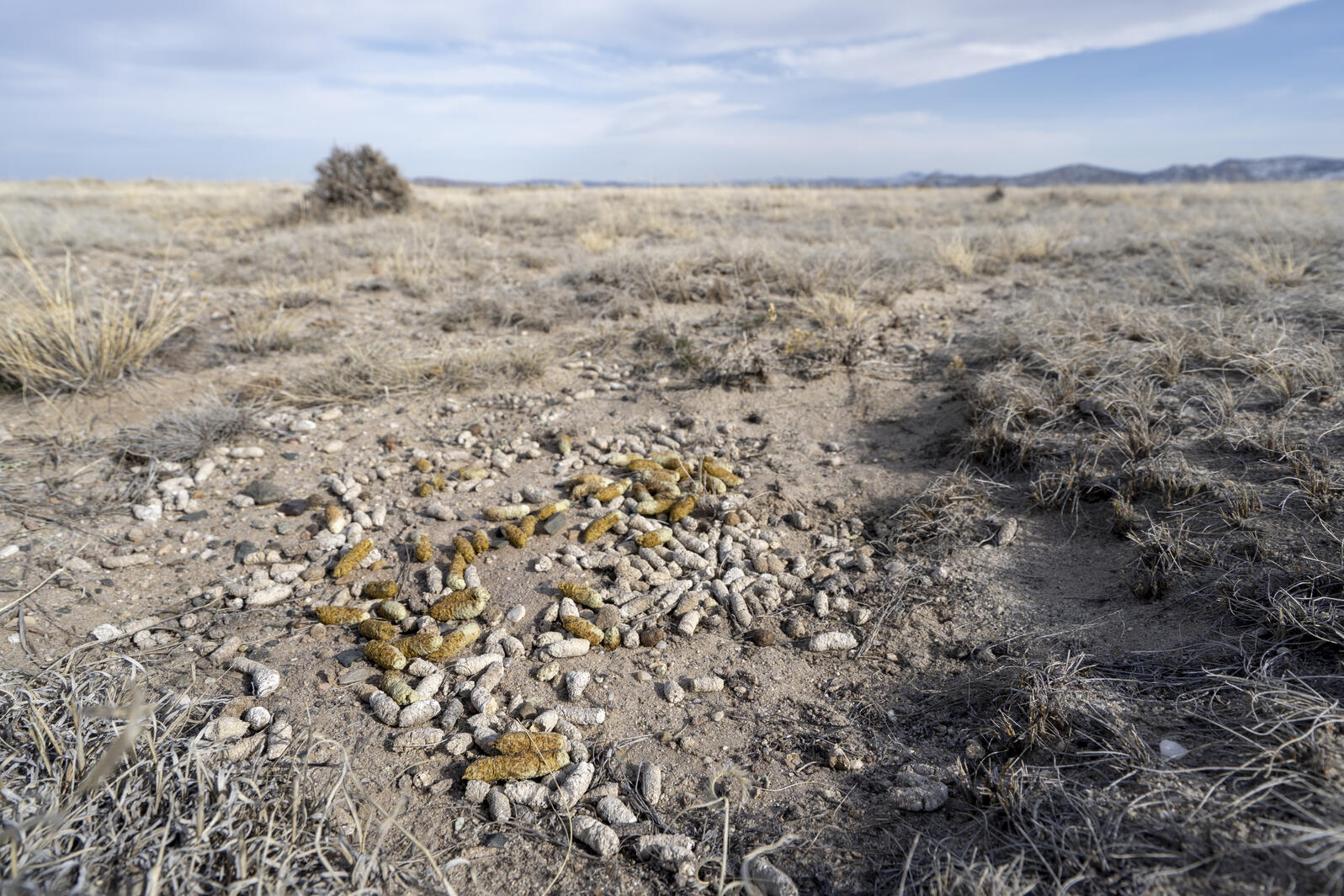 Greater Sage Grouse Scat