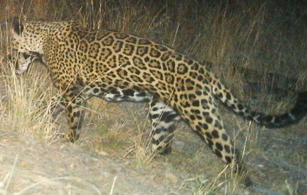 Potluck Presentation: Jaguars in Southeastern Arizona