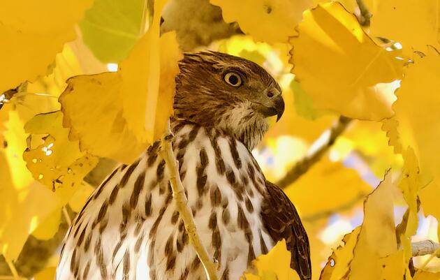 Great Backyard Bird Count