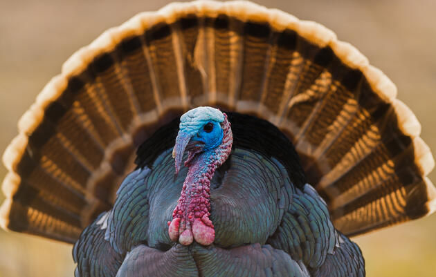 Family Workshop: Turkey Tales!
