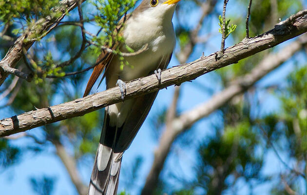 Clone of Yellow-billed Cuckoo Survey Training: Field practice