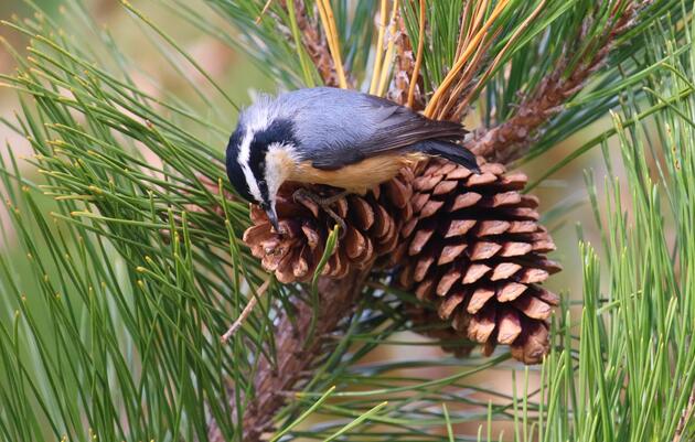 Guided Forest Bathing Workshop