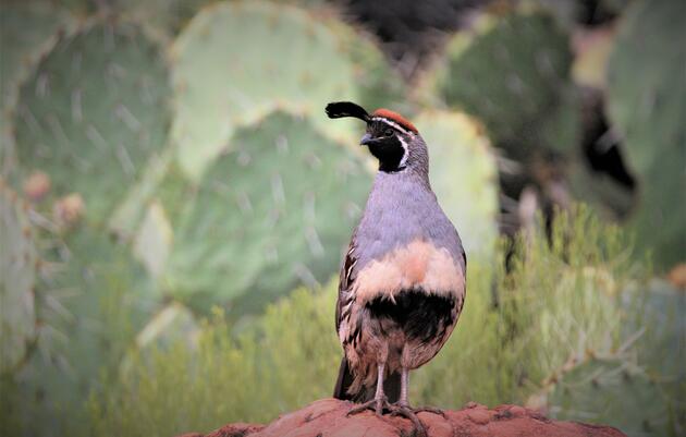 Thursday Guided Nature Walk