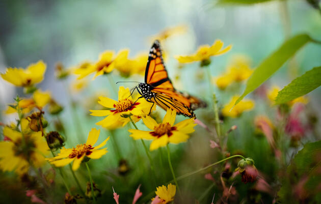 Monarch Butterfly Tagging Workshop