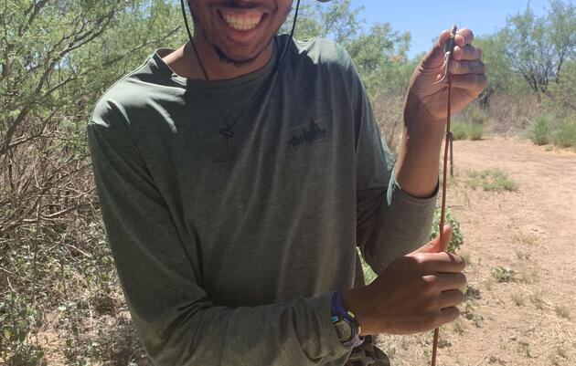 Eyes of Three to Regulate Ultraviolet Light - Investigating the Role of the Parietal Eye in the Ornate Tree Lizard