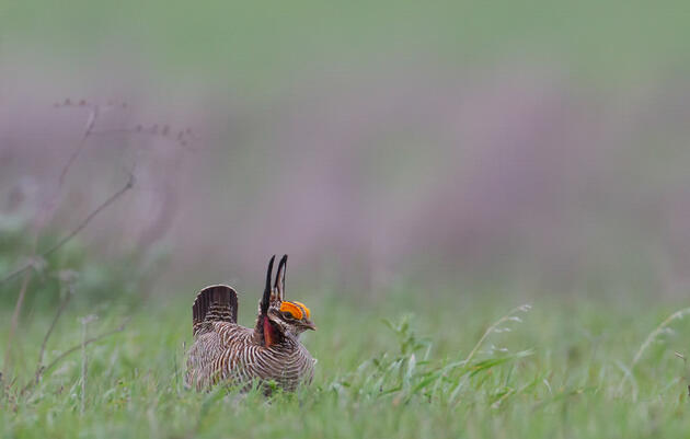 5 Reasons Why It's Time to List the Lesser Prairie Chicken