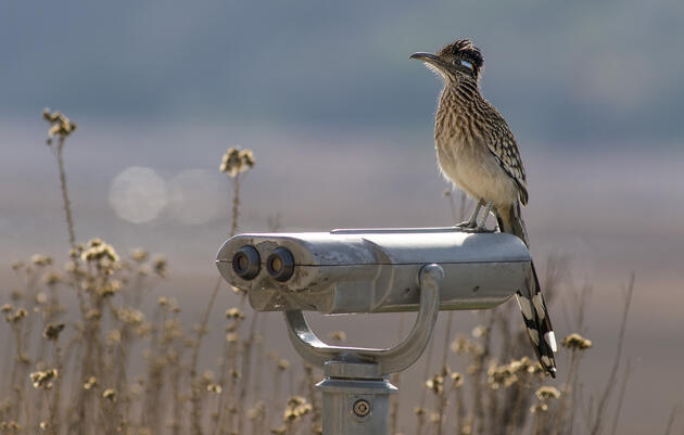            Audubon New Mexico's Virtual Birdathon 2020