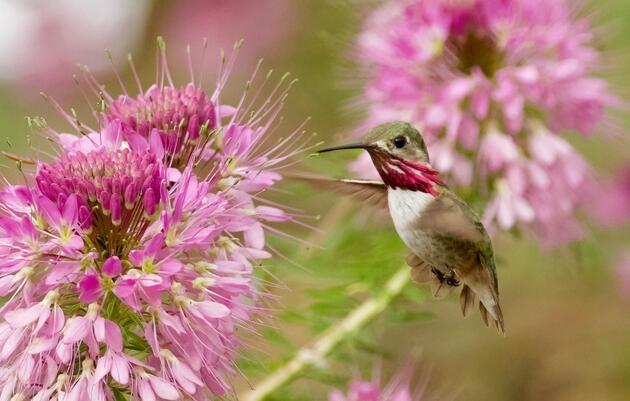 Free Saturday Morning Guided Birding at Randall Davey Audubon Center & Sanctuary