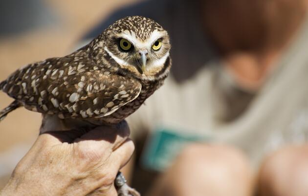 Burrowing Owl Conservation