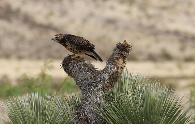 Birding Trails in New Mexico
