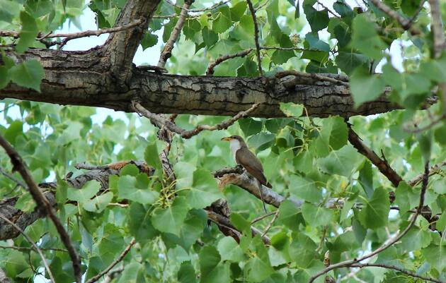 Finding the Western Yellow-billed Cuckoo