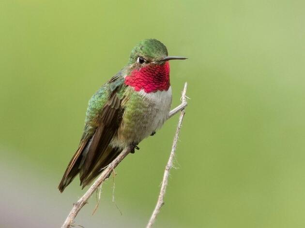 Nature’s Migration Delights: A Cyber-Tour During a Season of Confinement I