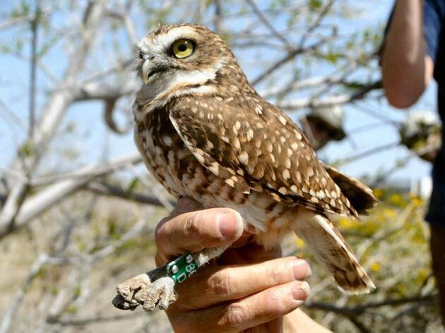 Downtown Owls