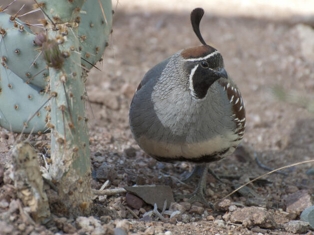 Audubon Arizona Inducted into Outdoor Hall of Fame