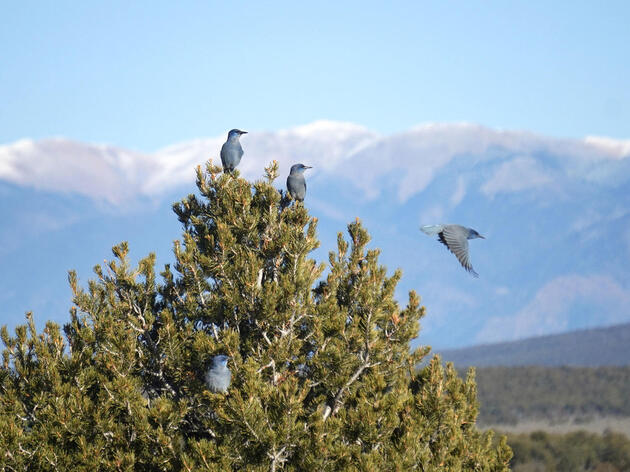 Bird Population Plummets in Piñon Forests Pummeled by Climate Change