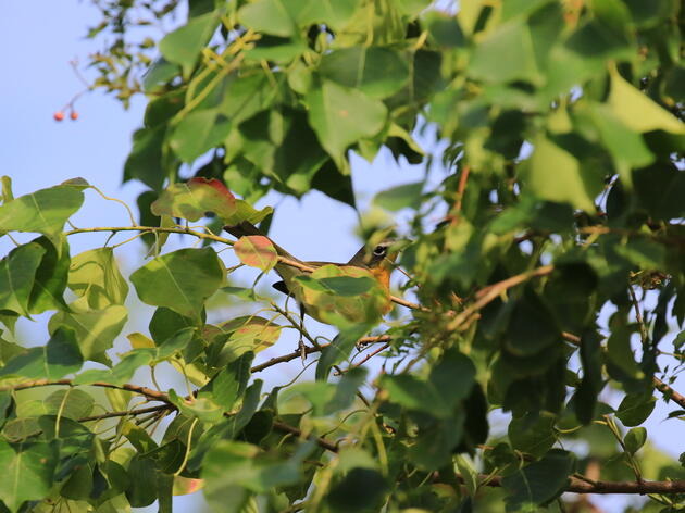 Bird Surveys in the Isleta Reach