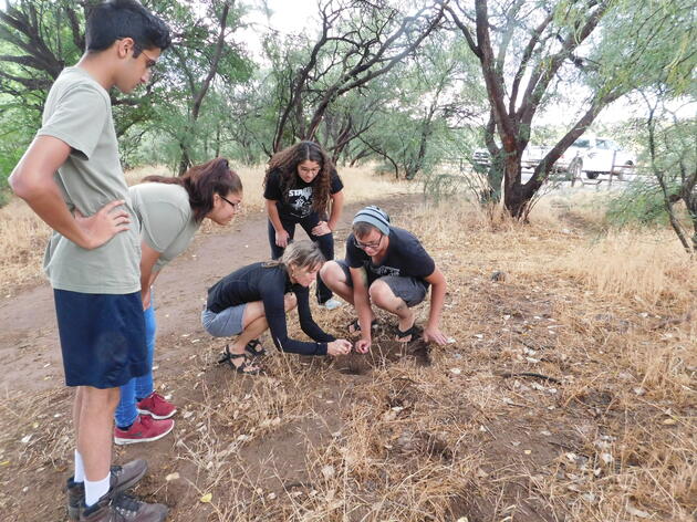 Yellow-billed Cuckoo Field Crew Highlights