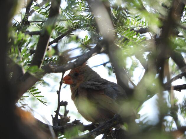 Verde River Yellow-billed Cuckoo Surveys
