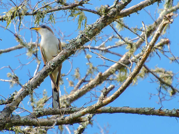 Audubon Southwest Bird of the Month: June