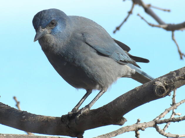Audubon Southwest Bird of the Month: April