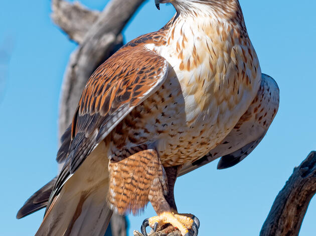 Audubon Southwest's Bird of the Month for February