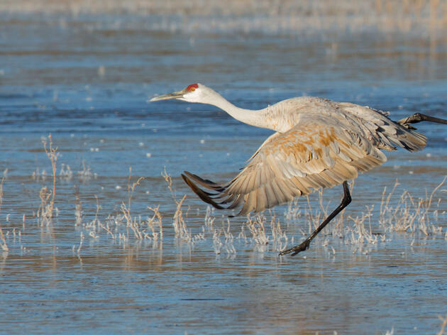 Arizona Game and Fish Wildlife Cams