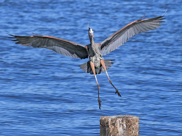 Bipartisan Colorado River Drought Plan Signed into Law Averting Potentially Catastrophic Outcomes for People and Birds
