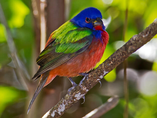 2018 Audubon New Mexico's Birdathon Results