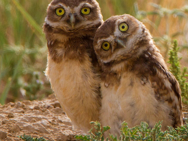 Birdies for Charity - an easy way to help Audubon Arizona