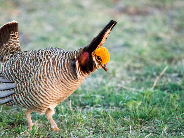Together We Can Save the Lesser Prairie Chicken