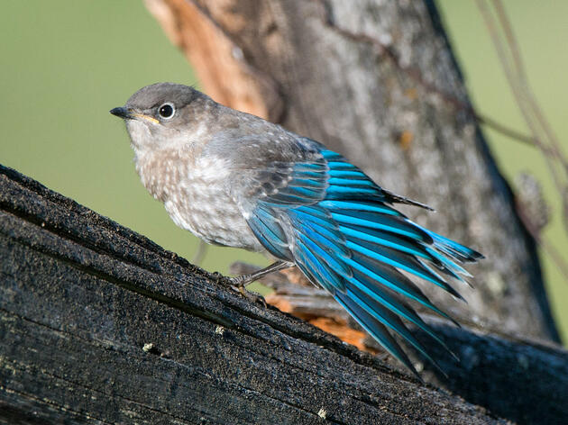 Action Needed on Climate Solutions for Birds and People