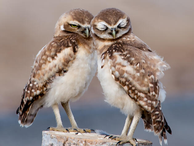Protect New Mexico's Water and Wildlife