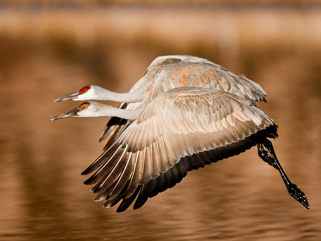New Mexico Needs 21st  Century Wildlife Management