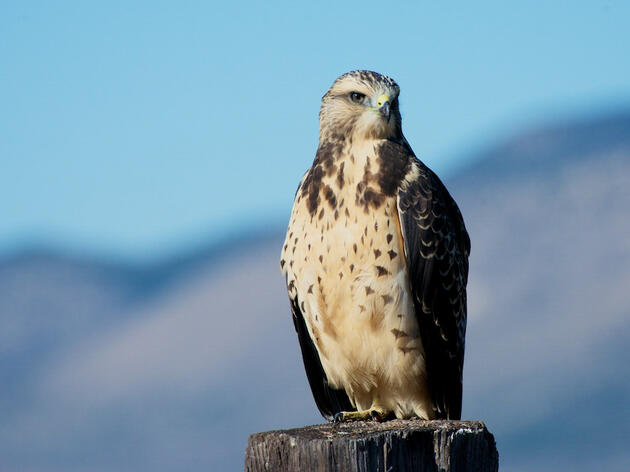 Bird of the Month: Swainson’s Hawk (Buteo swainsoni)