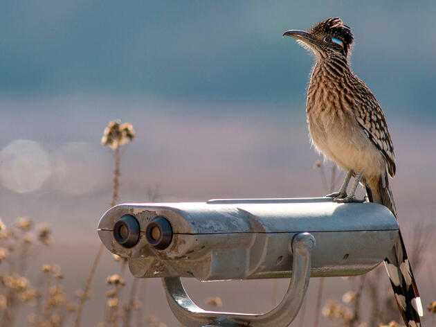 Birding in the Southwest