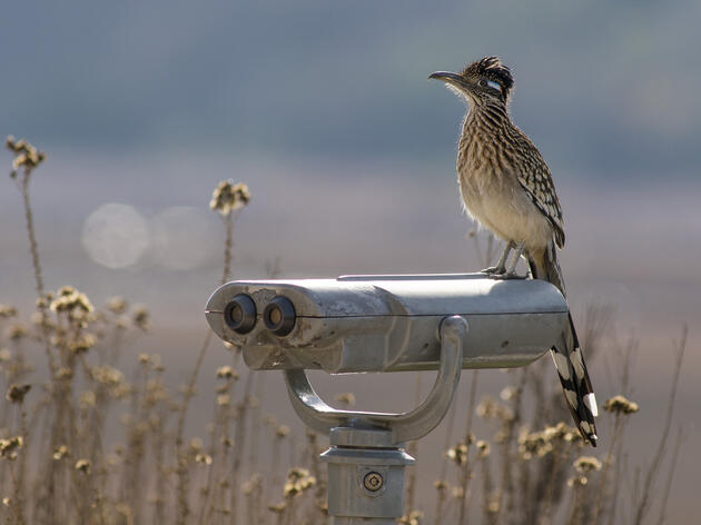            Audubon New Mexico's Virtual Birdathon 2020