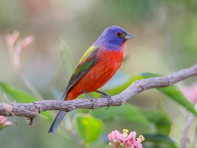 PRIDE 2021 Audubon Southwest's Let’s Go Birding Together! 