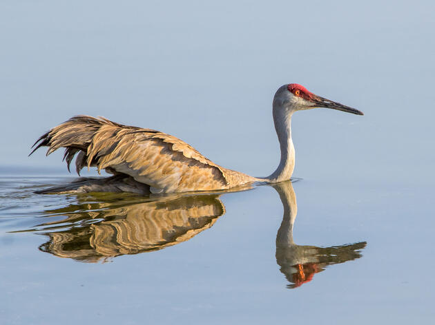 Historic Agreement Reached in Arizona to Avert Devastating Water Shortages in the West: Audubon says “critical step in protecting 36 million people and 400 species of birds”