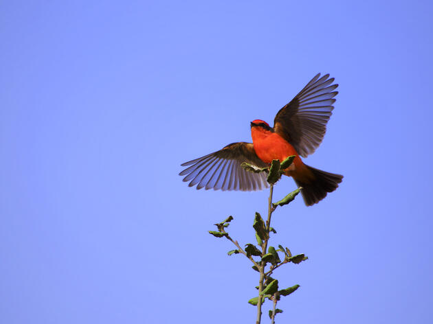 Bird of the Month: Vermilion Flycatcher (Pyrocephalus rubinus) 