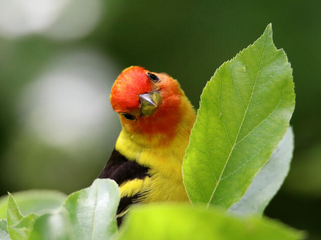 Bird Theme of the Month: Birding is for Everyone!