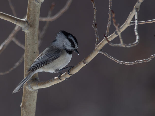 Curious About Christmas Bird Counts?  