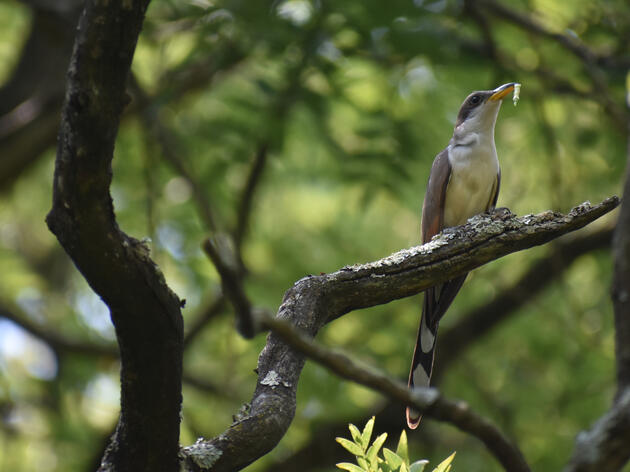 Western Yellow-billed Cuckoo Conservation